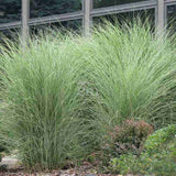 Iarba Elefantului (Miscanthus Sinensis) Morning Light, iarba ornamentala eleganta cu frunzis fin si reflexii argintii, crestere rapida