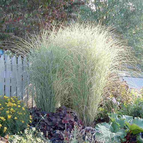 Iarba Elefantului (Miscanthus Sinensis) Morning Light, iarba ornamentala eleganta cu frunzis fin si reflexii argintii, crestere rapida