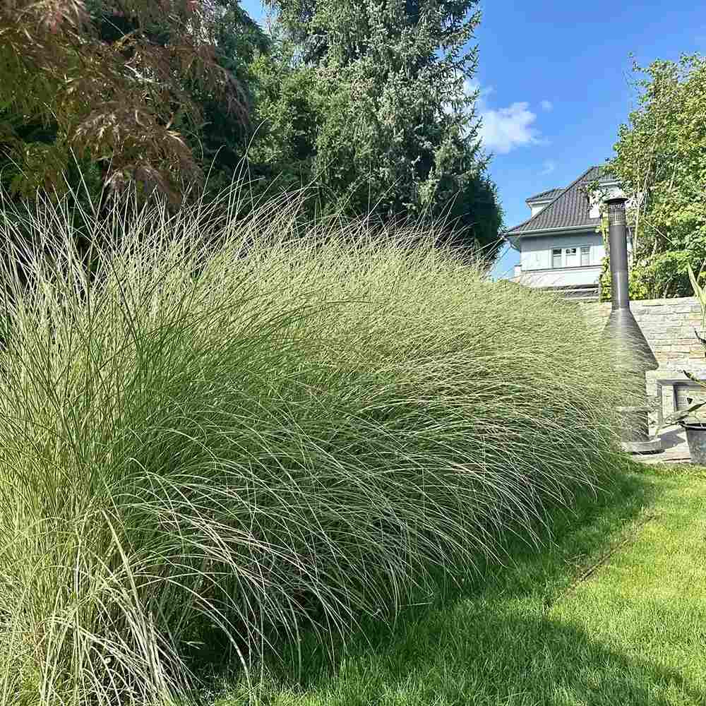 Iarba Elefantului (Miscanthus Sinensis) Morning Light, iarba ornamentala eleganta cu frunzis fin si reflexii argintii, crestere rapida