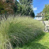 Iarba Elefantului (Miscanthus Sinensis) Morning Light, iarba ornamentala eleganta cu frunzis fin si reflexii argintii, crestere rapida