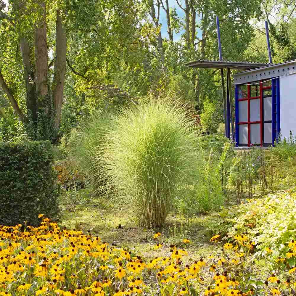 Iarba Elefantului (Miscanthus Sinensis) Morning Light, iarba ornamentala eleganta cu frunzis fin si reflexii argintii, crestere rapida