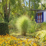 Iarba Elefantului (Miscanthus Sinensis) Morning Light, iarba ornamentala eleganta cu frunzis fin si reflexii argintii, crestere rapida
