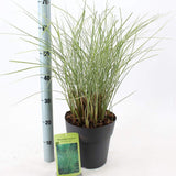 Iarba Elefantului (Miscanthus Sinensis) Morning Light, iarba ornamentala eleganta cu frunzis fin si reflexii argintii, crestere rapida