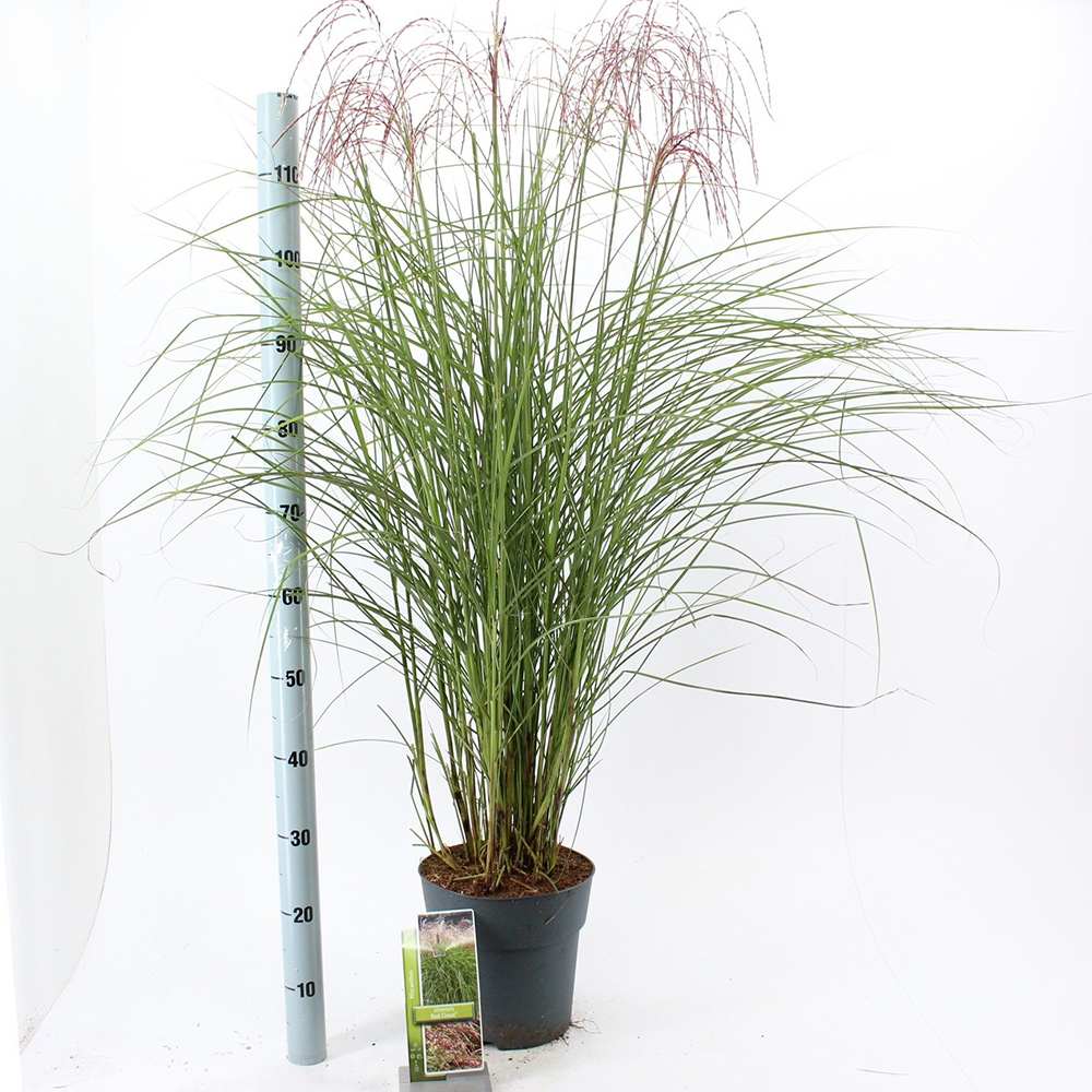 Iarba Elefantului (Miscanthus Sinensis) Pink Cloud, iarba ornamentala cu spice roz si frunzis elegant, crestere rapida