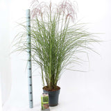 Iarba Elefantului (Miscanthus Sinensis) Pink Cloud, iarba ornamentala cu spice roz si frunzis elegant, crestere rapida
