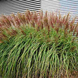 Iarba Elefantului (Miscanthus Sinensis) Red Chief, iarba ornamentala cu spice rosiatice si frunzis elegant pentru gradini moderne, crestere rapida
