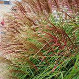 Iarba Elefantului (Miscanthus Sinensis) Red Chief, iarba ornamentala cu spice rosiatice si frunzis elegant pentru gradini moderne, crestere rapida