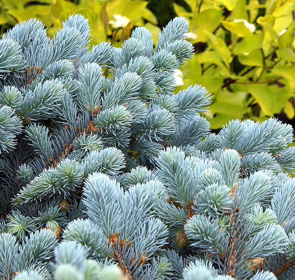 Molid Argintiu Pitic Globular (Glauca Globosa), cu ace albastre-argintii