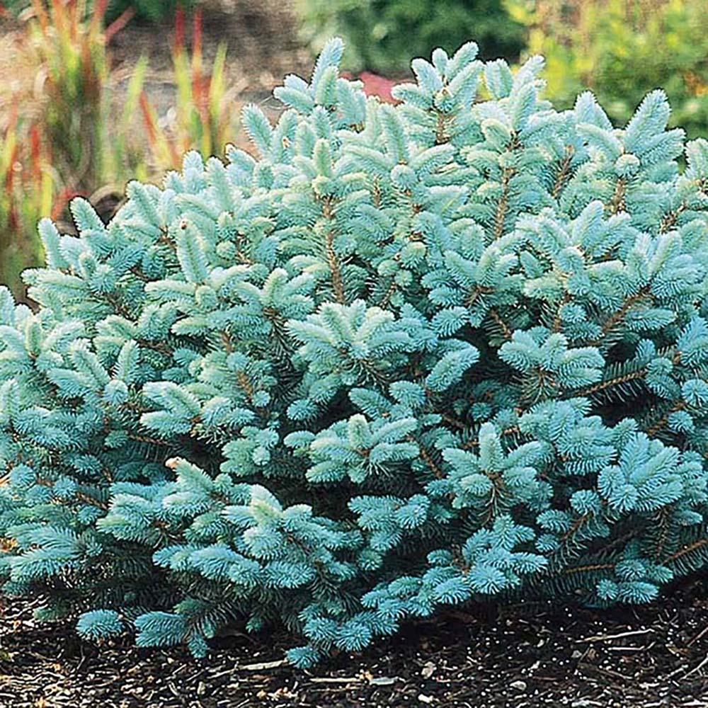 Molid Argintiu Pitic Globular (Glauca Globosa), cu ace albastre-argintii