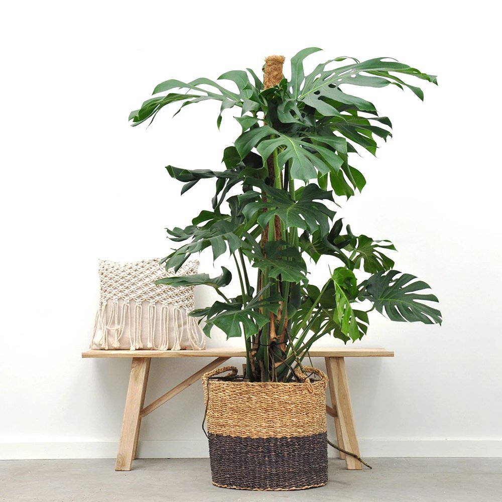 Black Friday - Reduceri Monstera Deliciosa - 100 cm Promotie