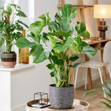 Black Friday - Reduceri Monstera Deliciosa - 100 cm Promotie