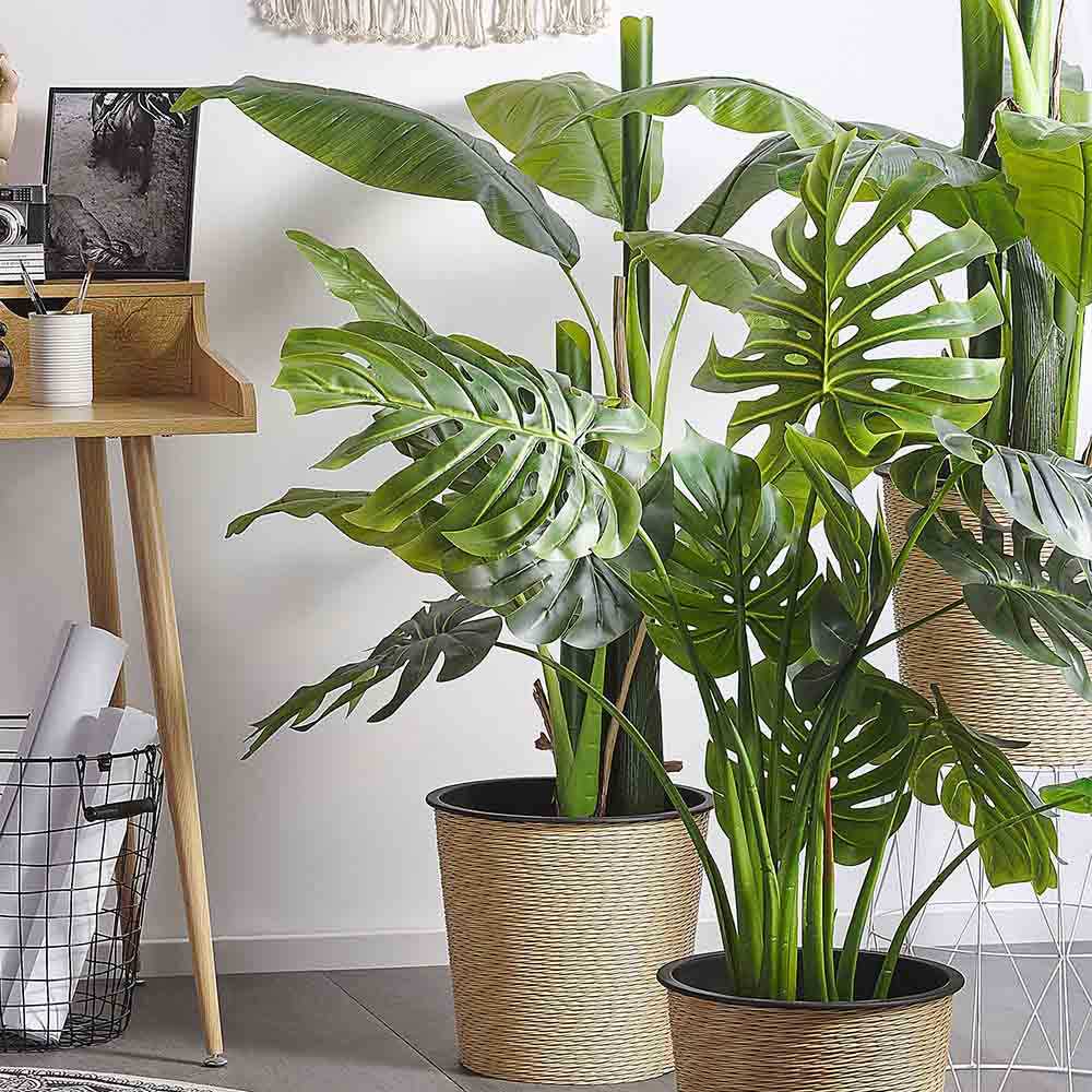 Monstera Deliciosa - 100 cm - VERDENA - 100 cm inaltime, ghiveci de 15 l