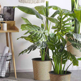 Black Friday - Reduceri Monstera Deliciosa - 100 cm Promotie