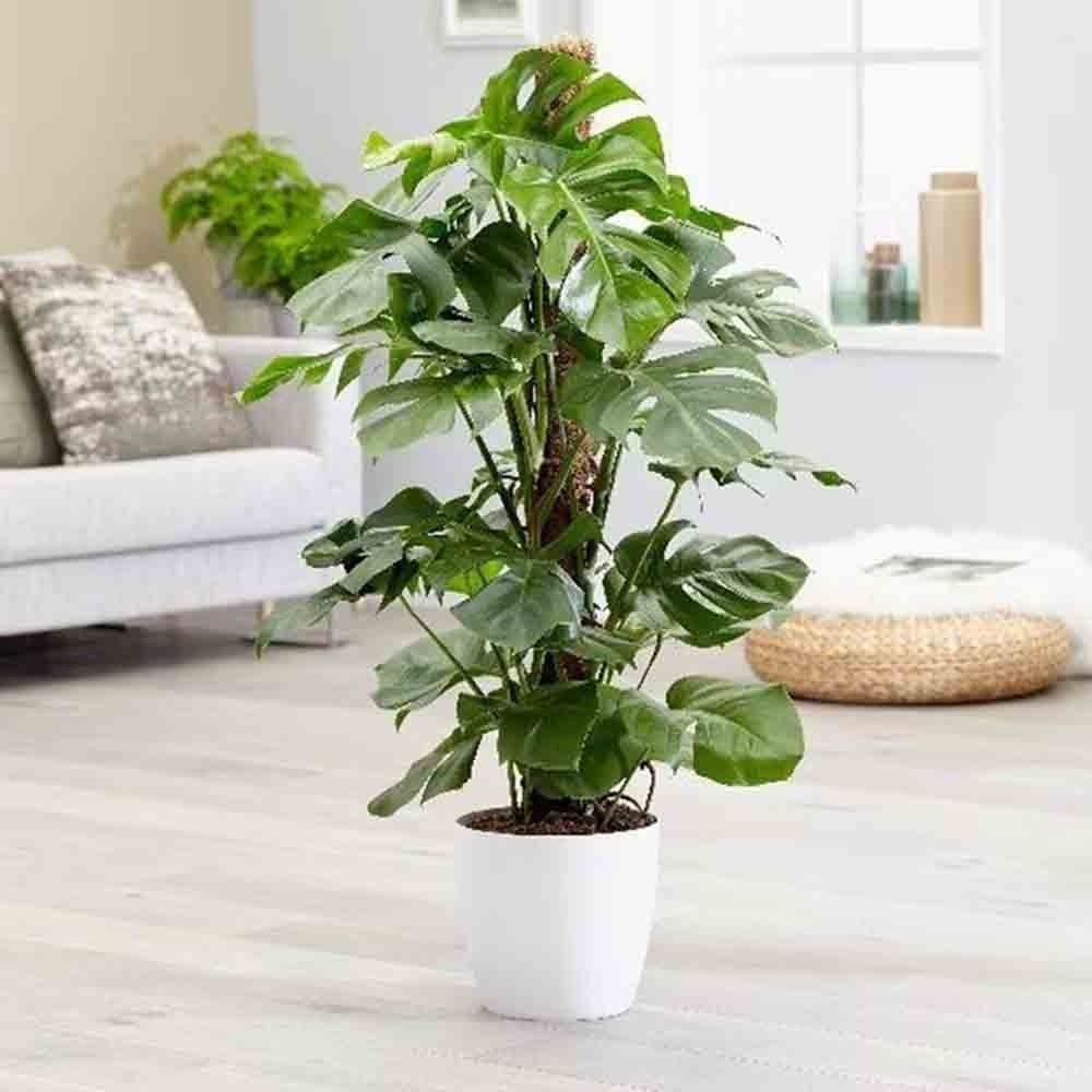 Black Friday - Reduceri Monstera Deliciosa - 100 cm Promotie