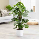 Black Friday - Reduceri Monstera Deliciosa - 100 cm Promotie