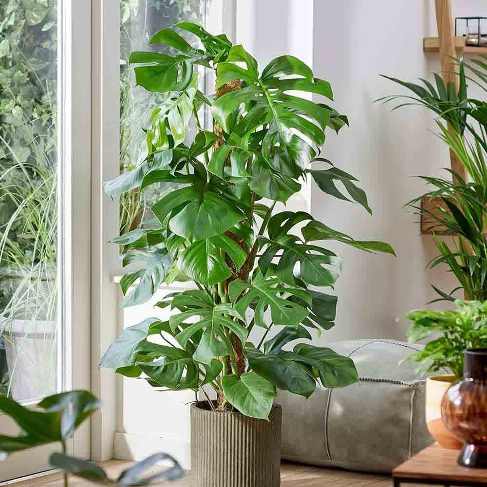 Monstera Deliciosa - 100 cm - VERDENA - 100 cm inaltime, ghiveci de 15 l