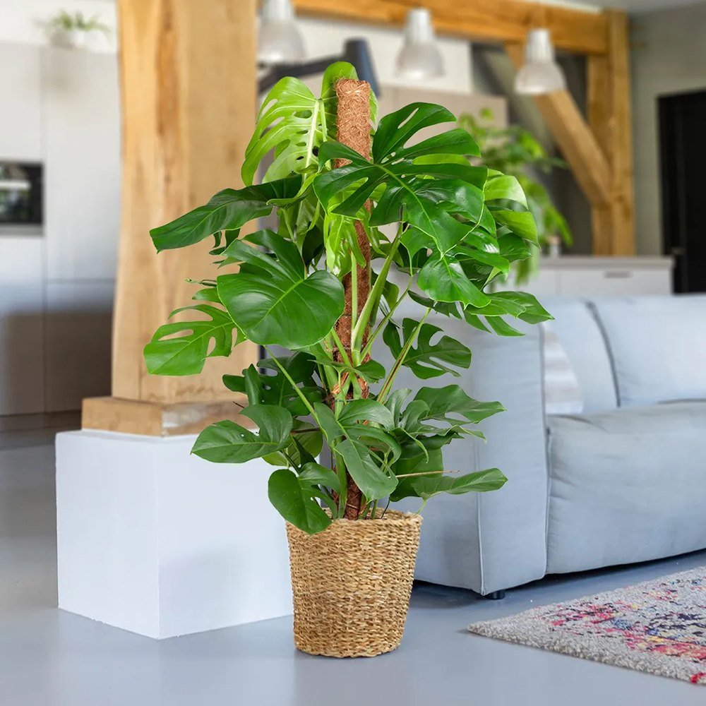 Planta de apartament Monstera Deliciosa - 95 cm | Verdena – VERDENA
