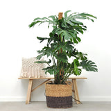 Monstera Deliciosa - 130 cm - VERDENA - 130 cm inaltime, ghiveci de 9 l