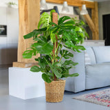 Black Friday - Reduceri Monstera Deliciosa - 130 cm Promotie