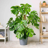 Black Friday - Reduceri Monstera Deliciosa - 150 cm Promotie