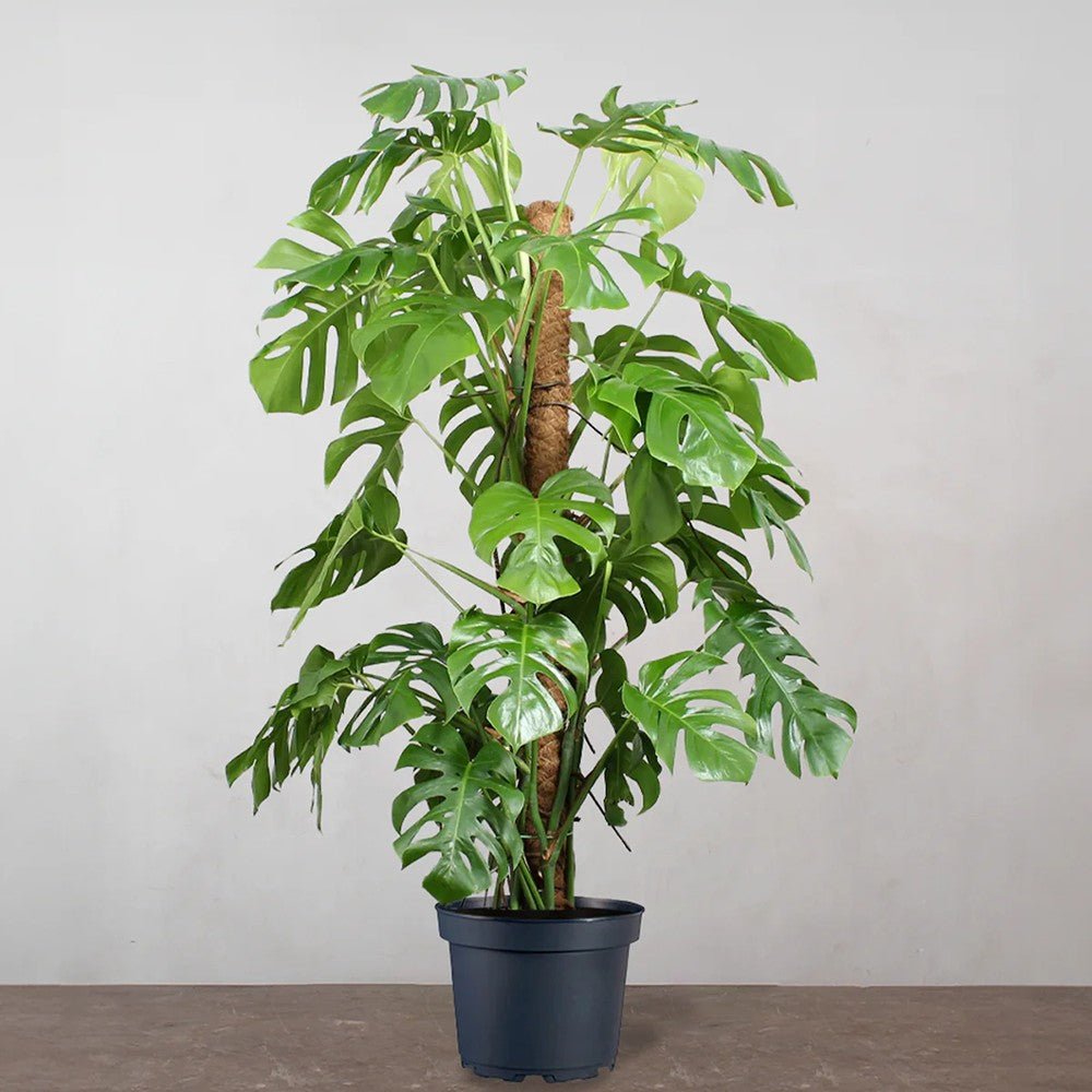 Black Friday - Reduceri Monstera Deliciosa - 150 cm Promotie