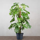 Black Friday - Reduceri Monstera Deliciosa - 150 cm Promotie