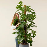 Black Friday - Reduceri Monstera Deliciosa - 150 cm Promotie