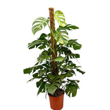 Monstera Deliciosa - 150 cm - VERDENA - 150 cm inaltime, ghiveci de 17 l