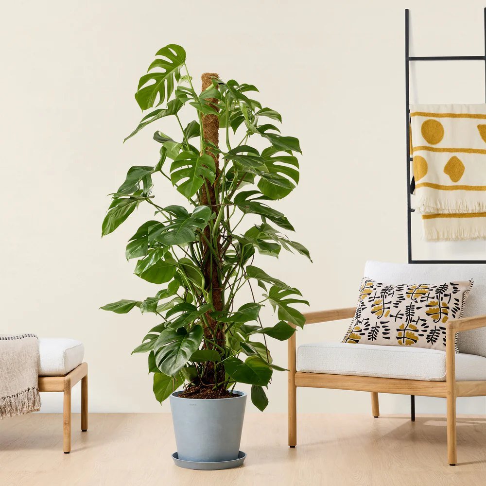 Monstera Deliciosa - 150 cm - VERDENA - 150 cm inaltime, ghiveci de 17 l