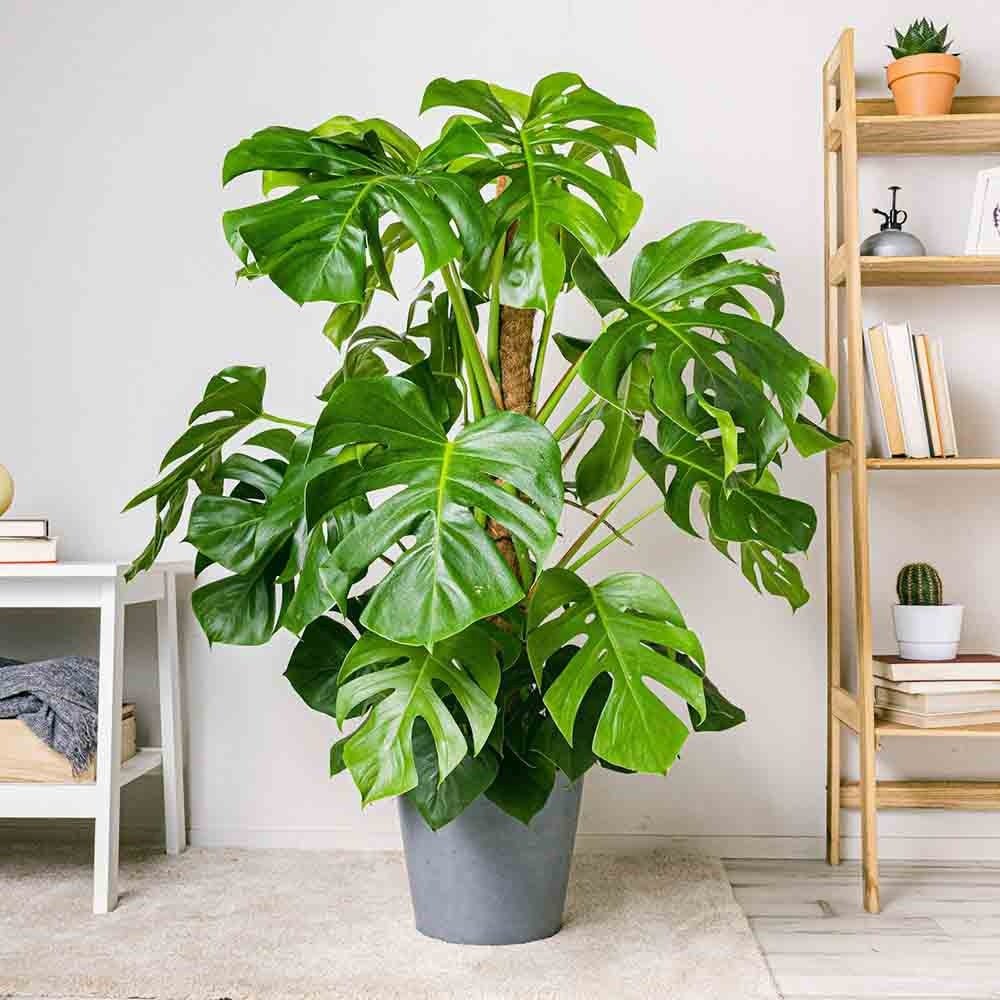 Monstera Deliciosa cu suport - 120 cm - VERDENA - 120 cm inaltime, ghiveci de 5 l