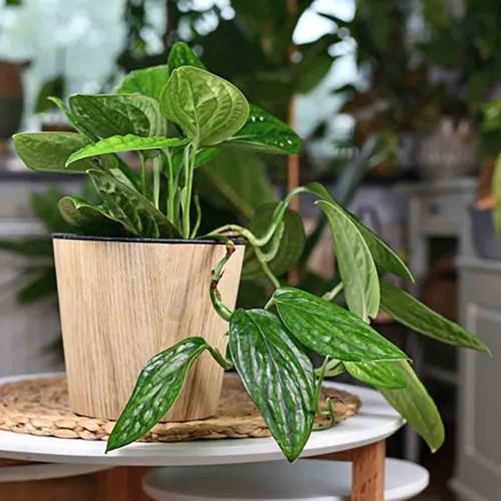 Black Friday - Reduceri Monstera Peru Karstenianum - 30 cm Promotie