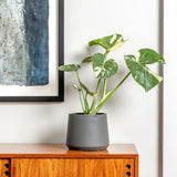 Monstera Deliciosa Thai Constellation, planta de interior rara, variegatie alba marmurata, frunze mari decupate, planta tropicala purificatoare de aer - 35 cm