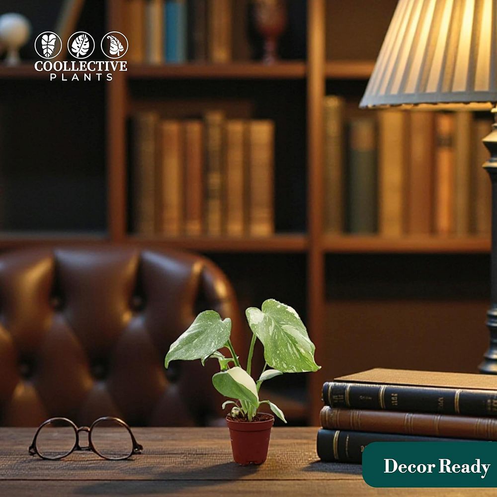 Monstera Deliciosa Thai Constellation, 60 cm, planta de interior rara, variegatie alba marmurata, frunze mari decupate, planta tropicala purificatoare de aer