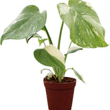 Monstera Deliciosa Thai Constellation, planta de interior rara, variegatie alba marmurata, frunze mari decupate, planta tropicala purificatoare de aer - 35 cm