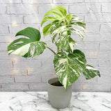 Monstera Deliciosa Thai Constellation, 60 cm, planta de interior rara, variegatie alba marmurata, frunze mari decupate, planta tropicala purificatoare de aer