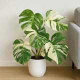 Monstera Deliciosa Thai Constellation, planta de interior rara, variegatie alba marmurata, frunze mari decupate, planta tropicala purificatoare de aer  - 25 cm
