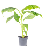 Bananier japonez (Musa Basjoo), 35 cm, rezistent la frig, suporta -10°C, ideal gradina sau interior