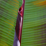 Bananier Ever Red (Musa Ever Red), 70 cm, rezistent la frig, suporta -10°C, ideal gradina sau interior