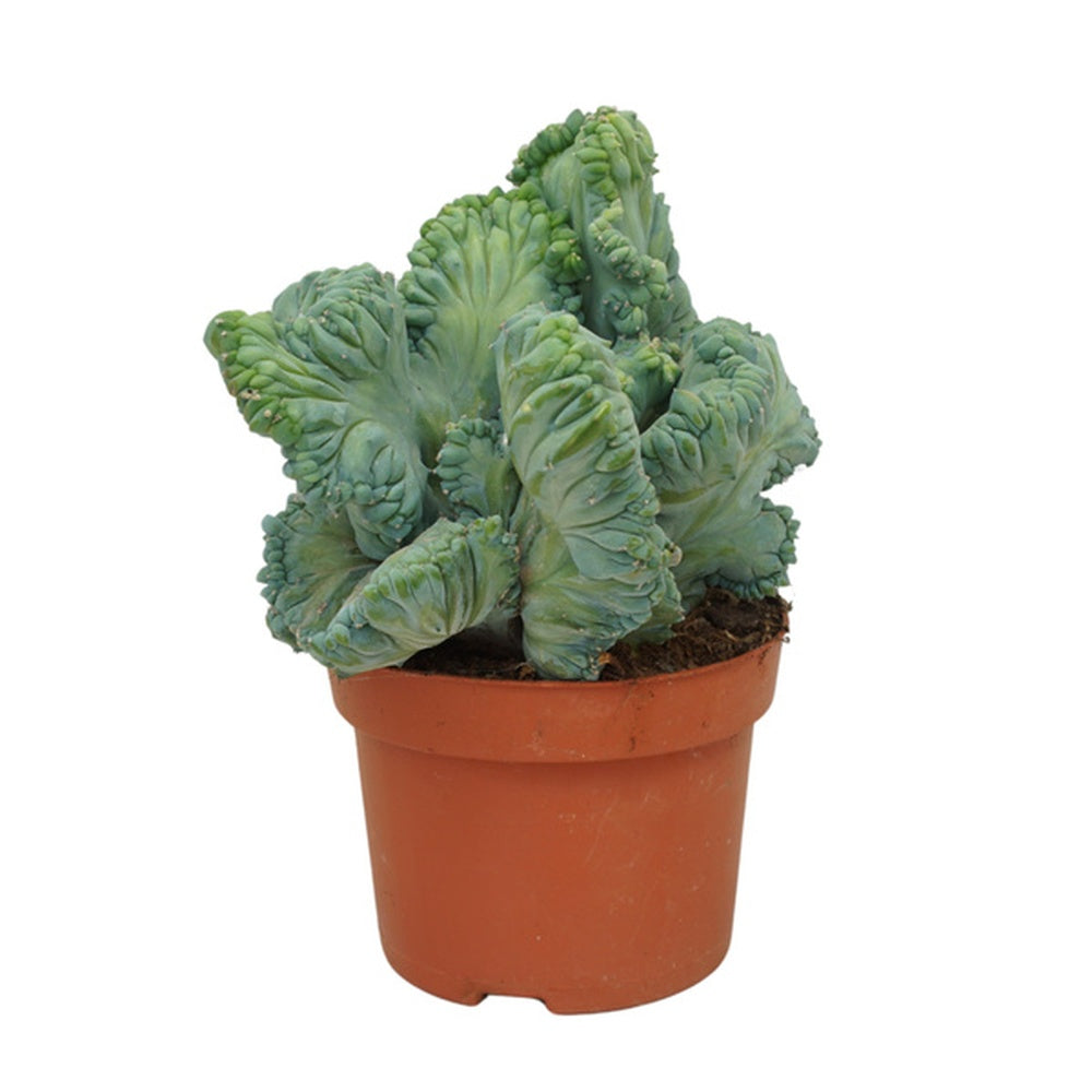Cactus Monstru Myrtillocactus Geometrizans Cristata - 20 cm