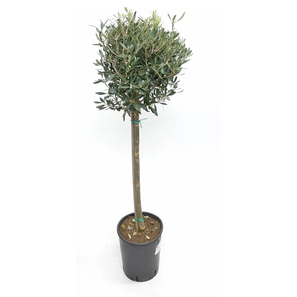 Maslin European 90- 100 cm, aclimatizat