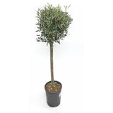 Maslin European 90- 100 cm, aclimatizat