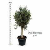 Maslin European Arbequina Aclimatizat, rezistent iarna, vesnic verde, fructifer, usor de ingrijit, efect mediteranean, 170 cm