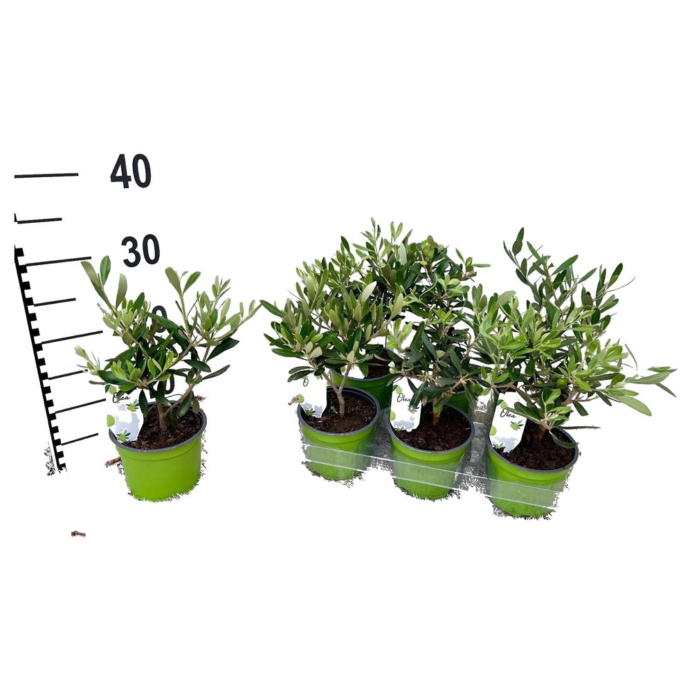 Maslin European Arbequina, tufa de 25 cm, aclimatizat, rezistent iarna, vesnic verde, fructifer, usor de ingrijit, efect mediteranean