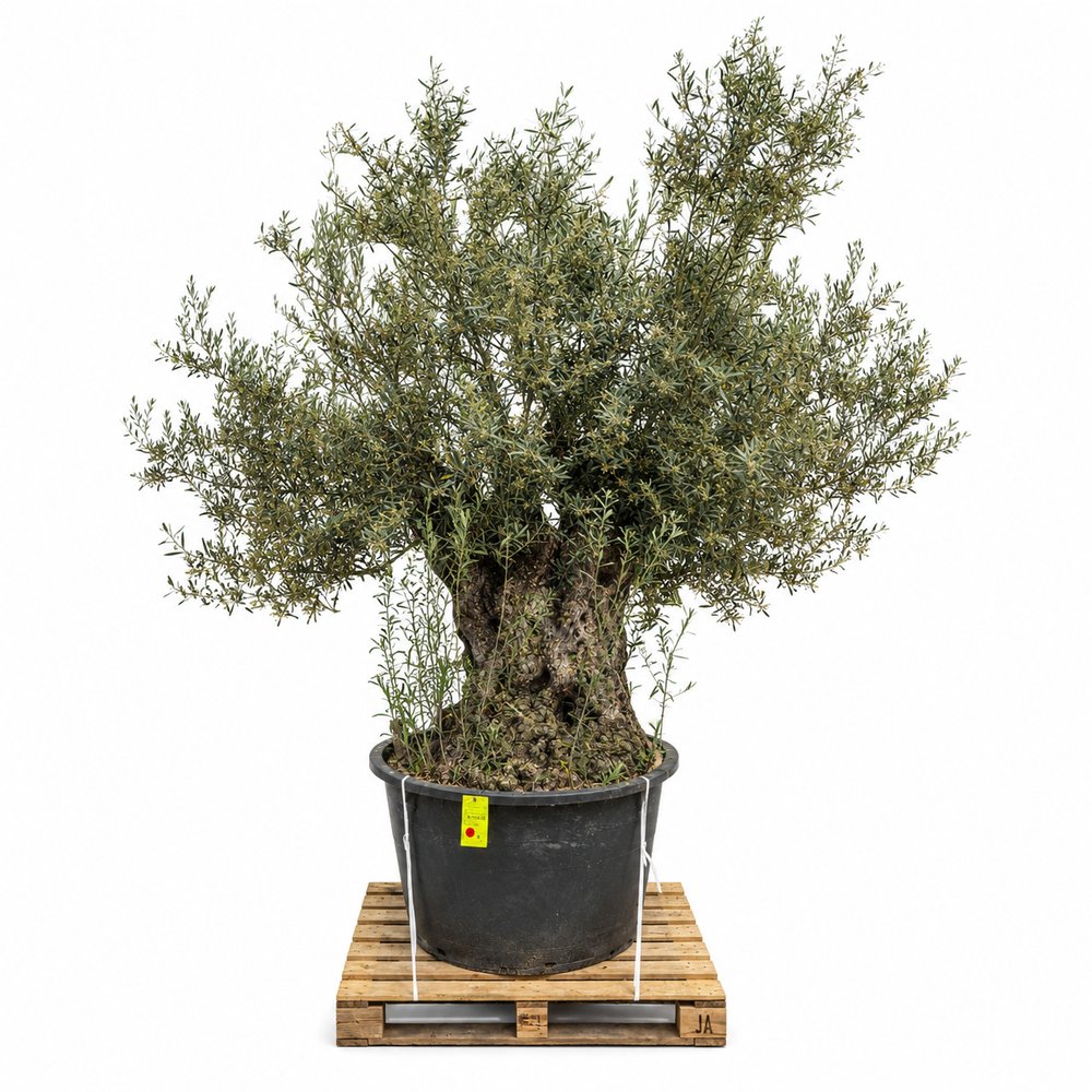 Maslin Batran Bonsai Arbequina Aclimatizat, 250 -300 cm, trunchi foarte gros noduros, maslin matur autentic de 300 de ani, vesnic verde, ornamental
