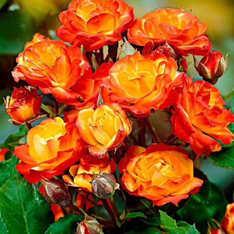 Trandafir Catarator galben-portocaliu-rosu Climbing Rumba, inflorire repetata, parfum placut, anul 3