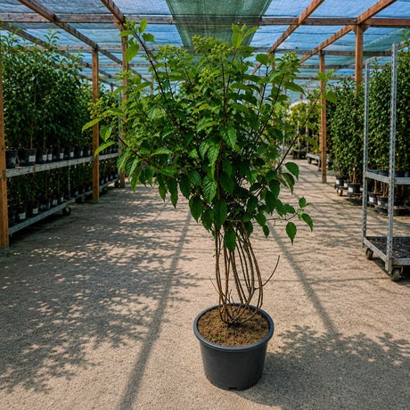 Hortensie paniculata Vanille Fraise – alb-roz