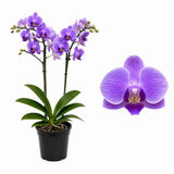 Orhidee (Phalaenopsis) Elegant Cascade Purple, 45 cm, de interior cu flori mov si tije curgatoare, inflorire de lunga durara