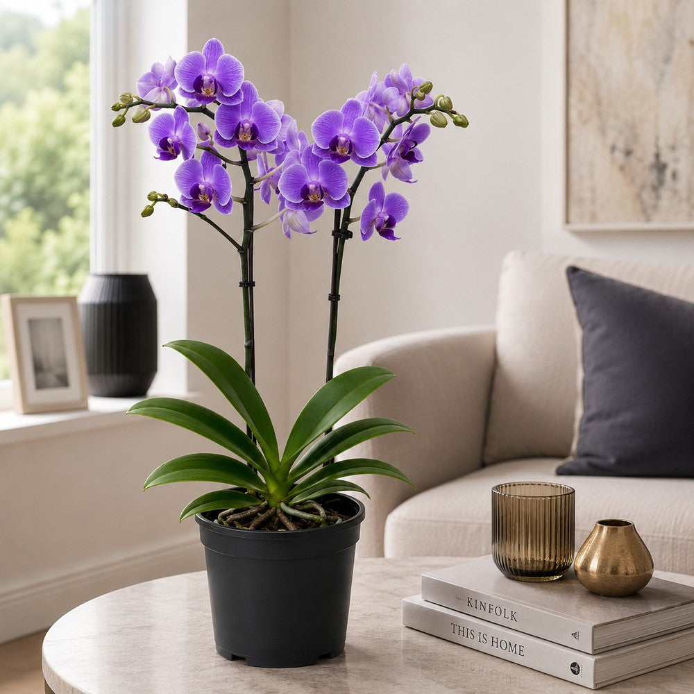 Orhidee (Phalaenopsis) Elegant Cascade Purple, 45 cm, de interior cu flori mov si tije curgatoare, inflorire de lunga durara