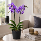 Orhidee (Phalaenopsis) Elegant Cascade Purple, 45 cm, de interior cu flori mov si tije curgatoare, inflorire de lunga durara