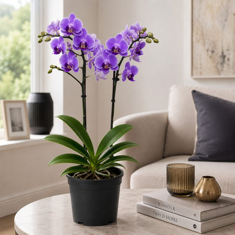 Orhidee (Phalaenopsis) Elegant Cascade Purple, 45 cm, de interior cu flori mov si tije curgatoare, inflorire de lunga durara